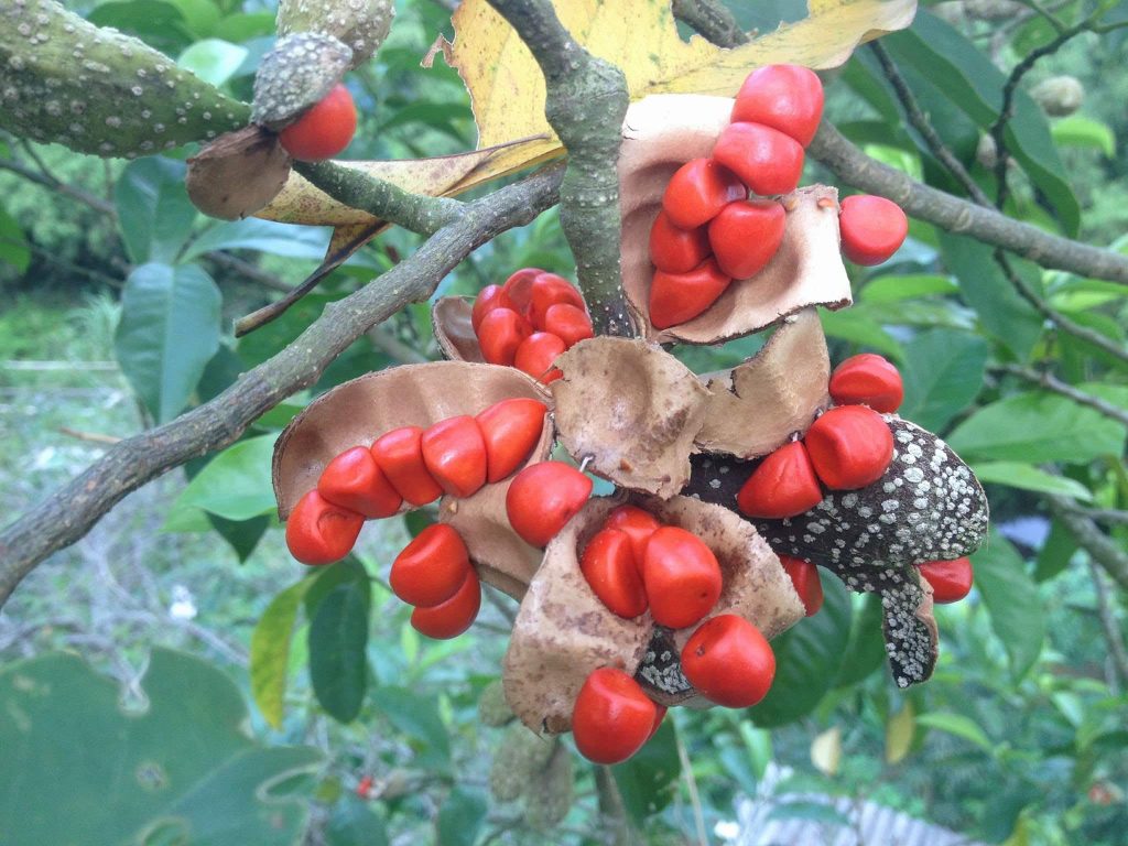 Doi seeds (le Talauma) - Doispice – Just natural