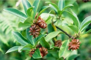 Vietnamese Star Anise
