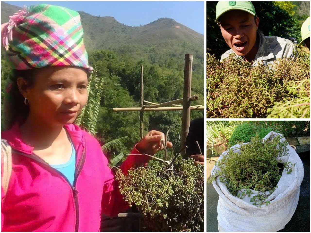 Purchase Mac khen pepper directly from farmers right after harvesting in the forest